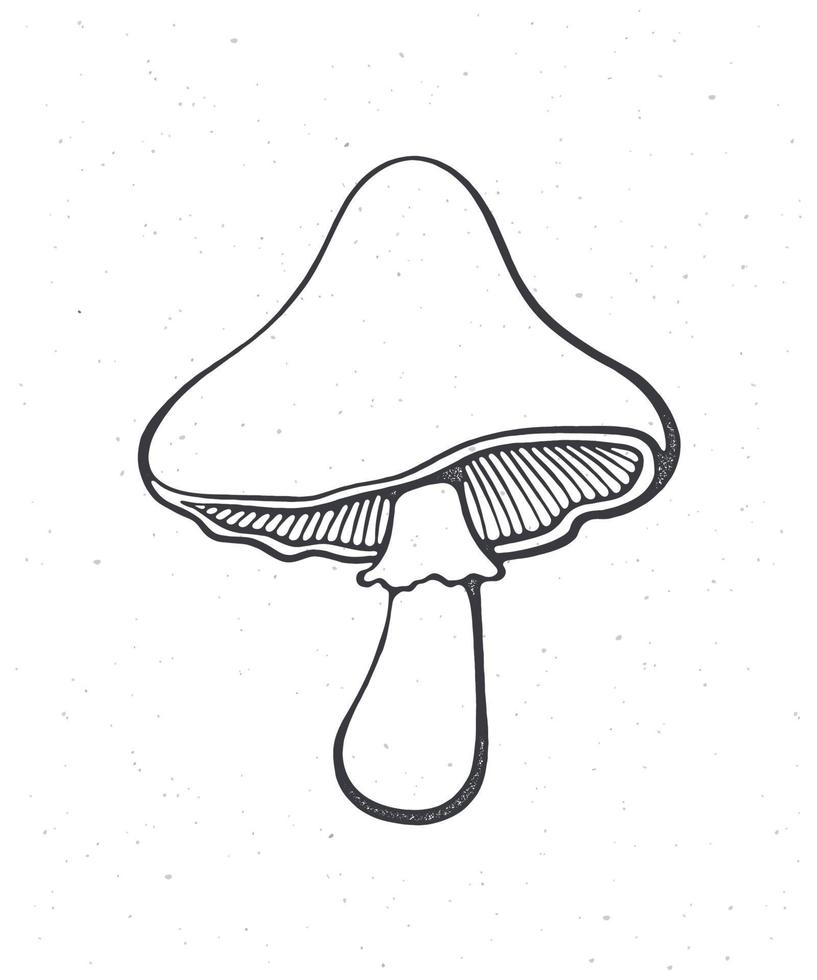 Edible mushroom. Outline. Vector illustration. Hand drawn sketch. Isolated white background. Graphic design for packaging, menus, signboards, showcases, textiles, clothes