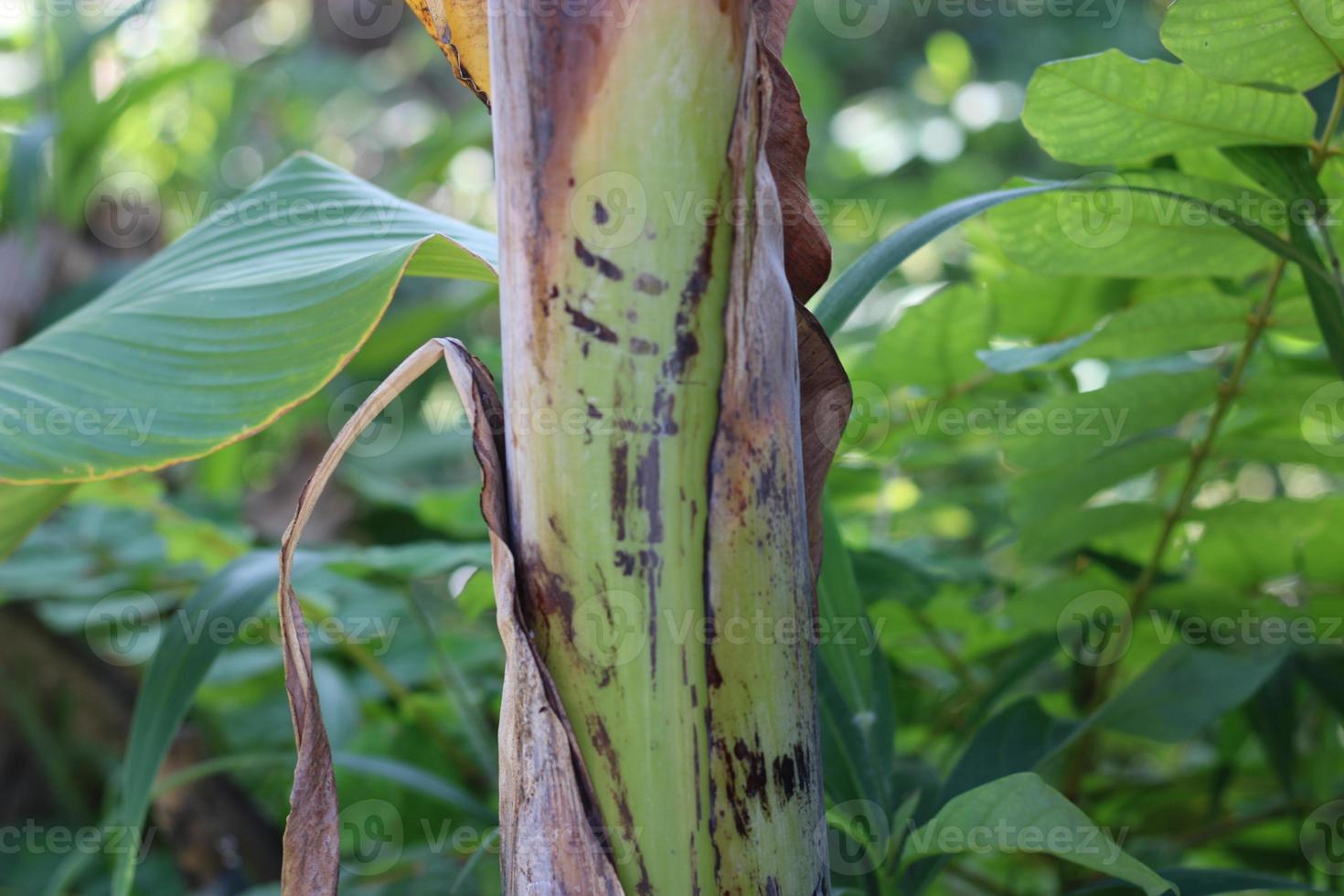 texture photo of a banana tree trunk 22948875 Stock Photo at Vecteezy