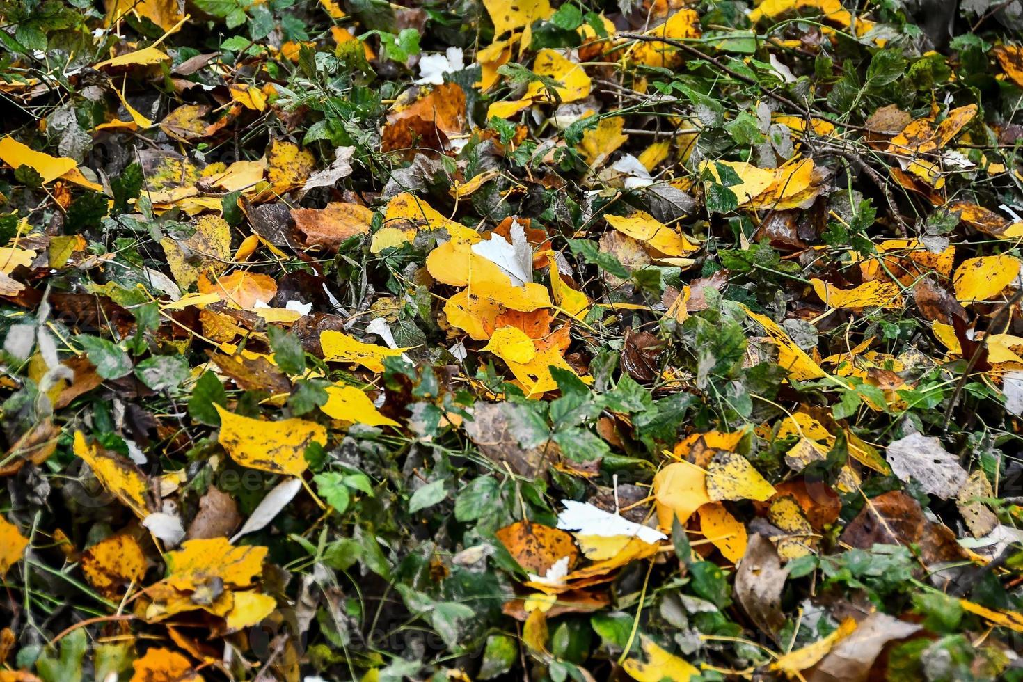 Background with leaves photo