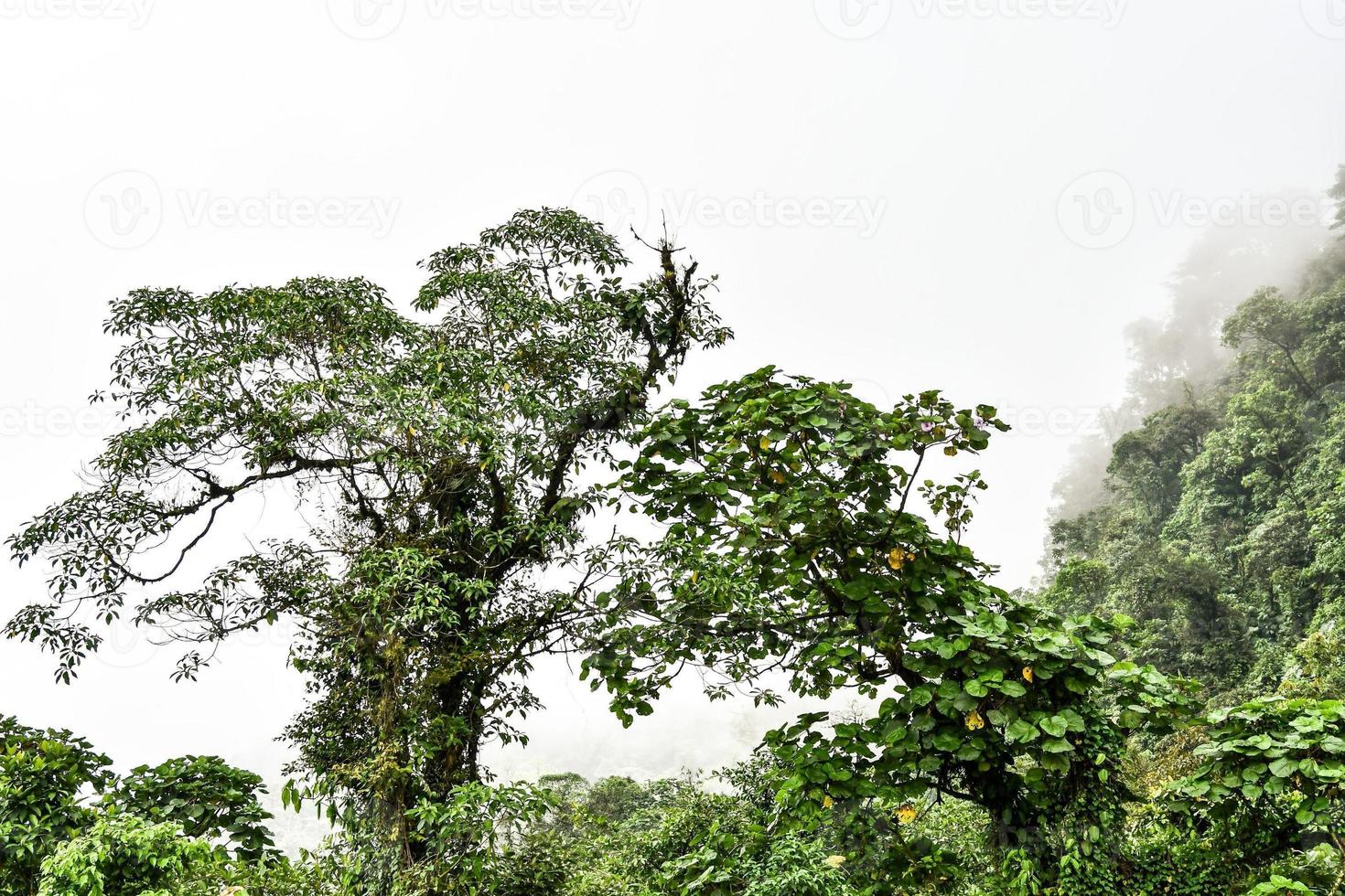 Trees in the forest photo