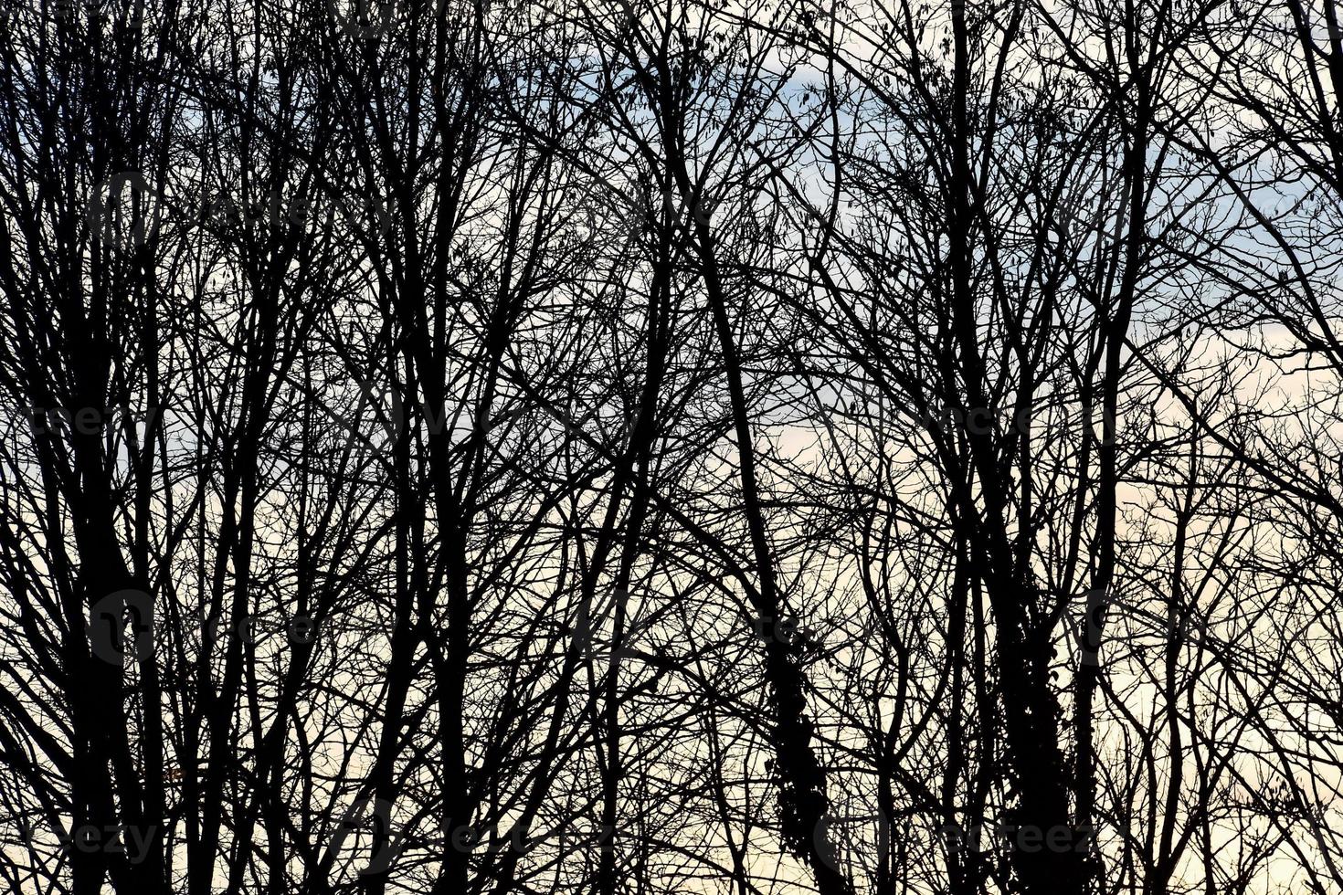 Trees in the forest photo