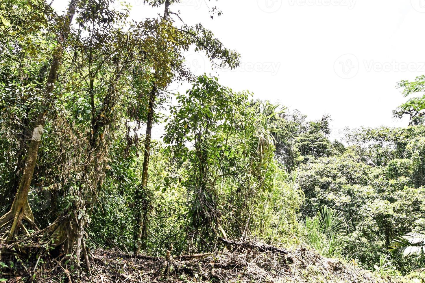 Trees in the forest photo