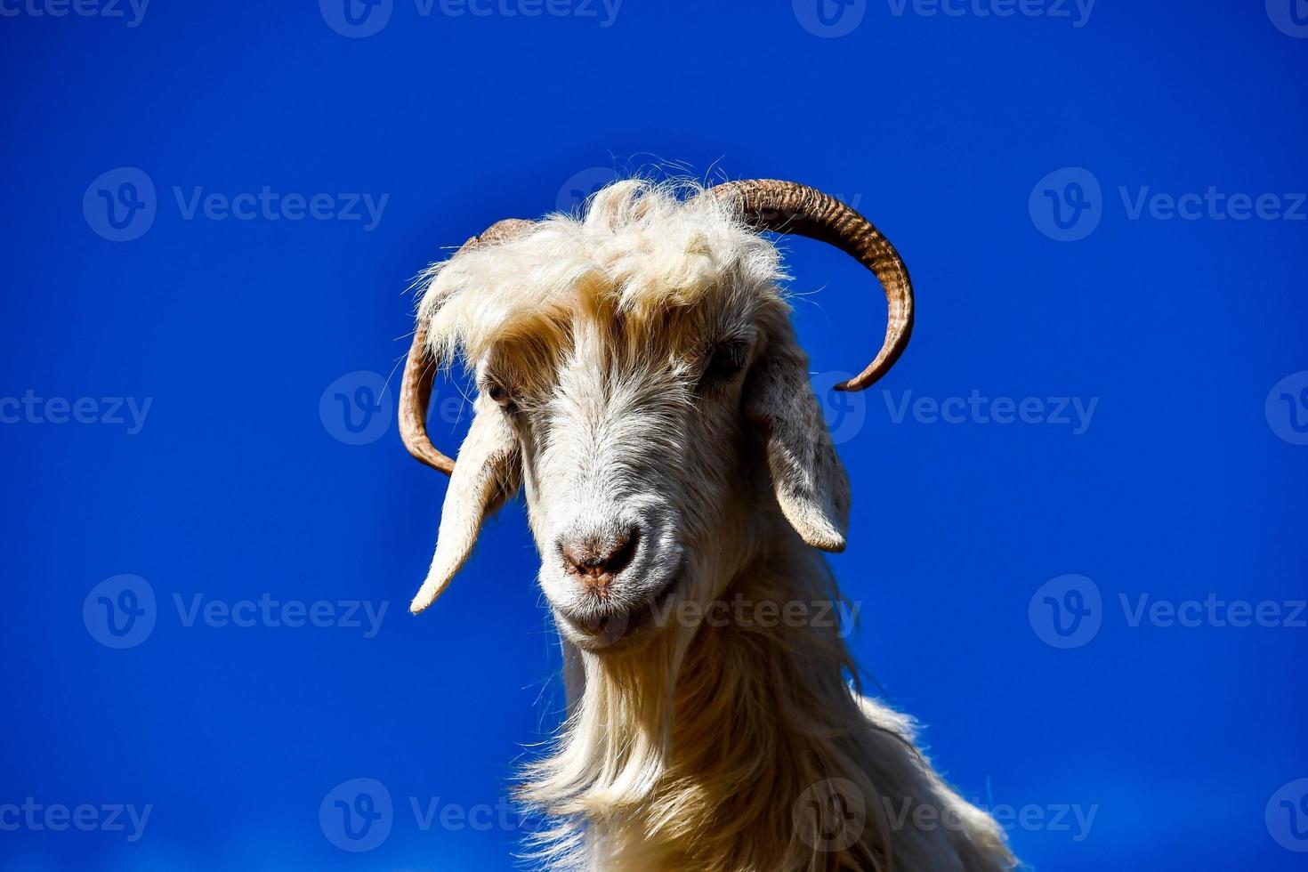 Close up of a goat photo