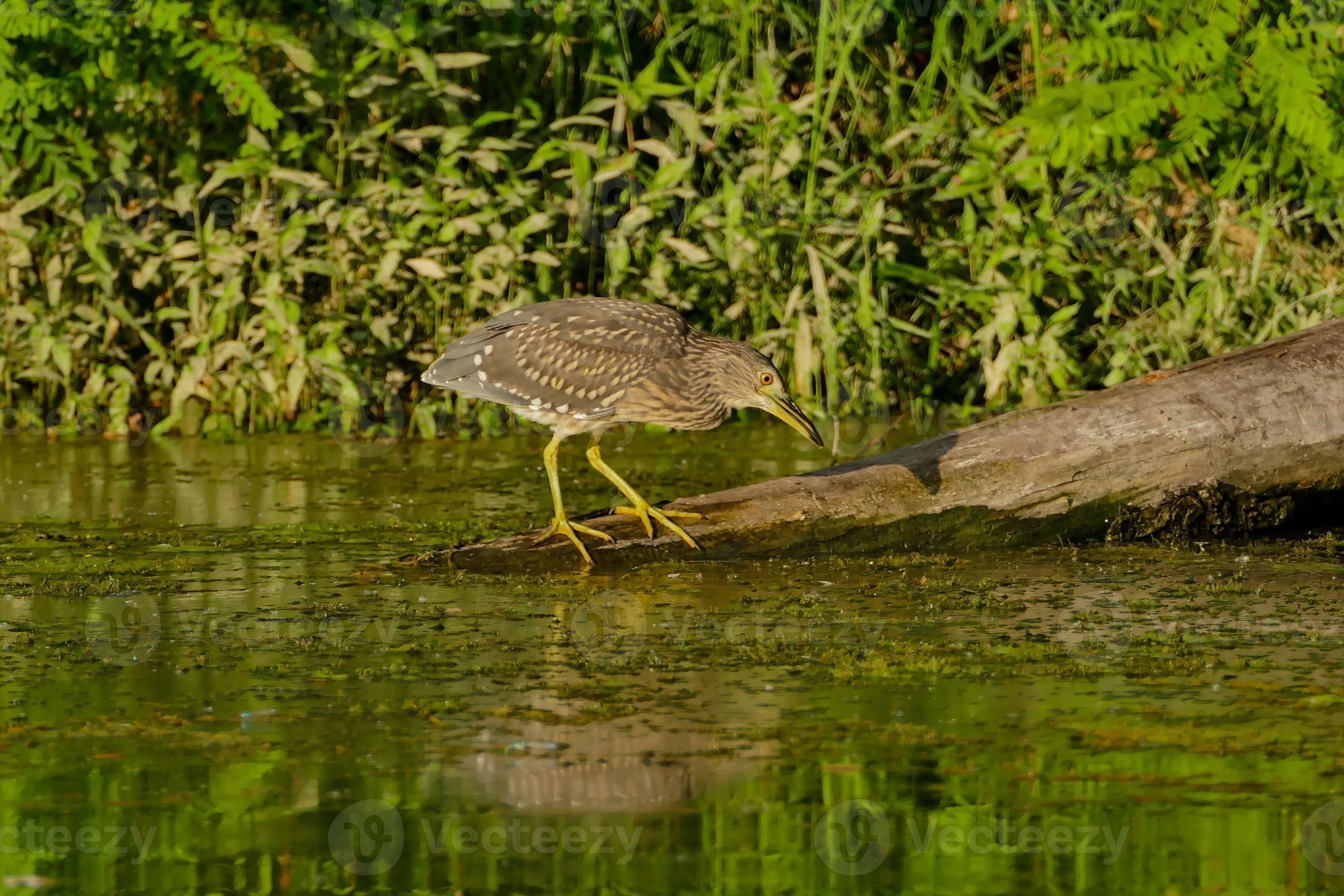 A wild bird 22949862 Stock Photo at Vecteezy