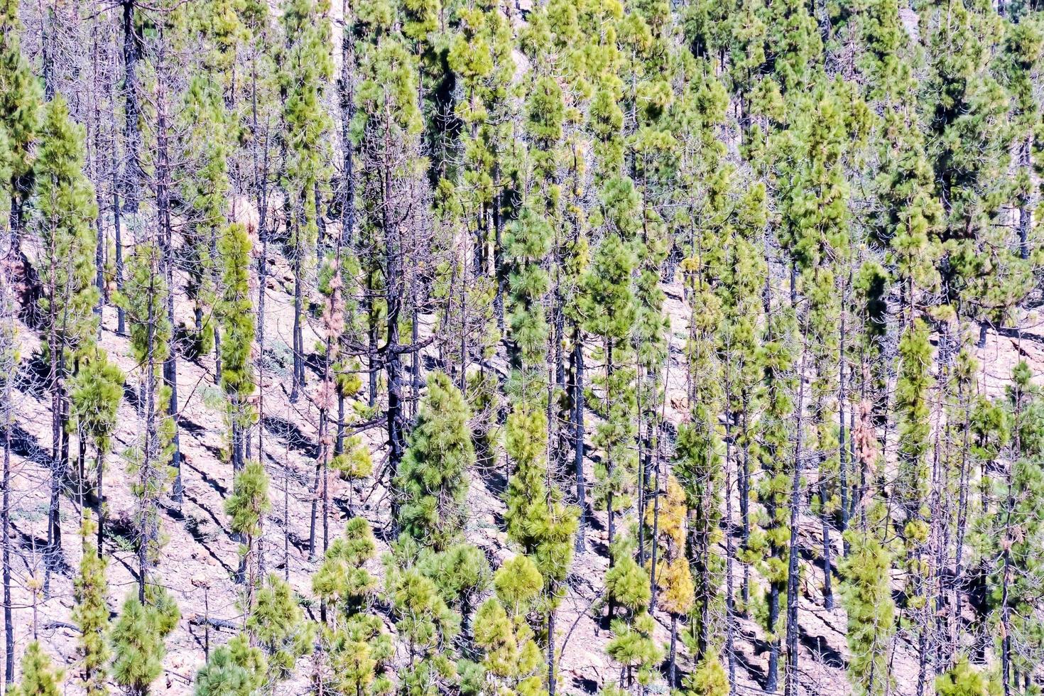 Trees in the forest photo