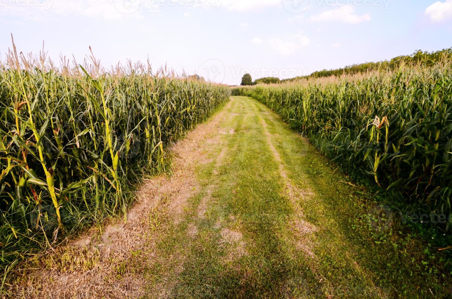 Countryside Gravel Road Going Through the Fields photo
