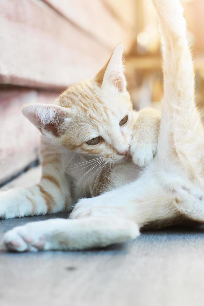 Kitten orange striped cat sleeping and relax on wooden terrace with natural sunlight photo