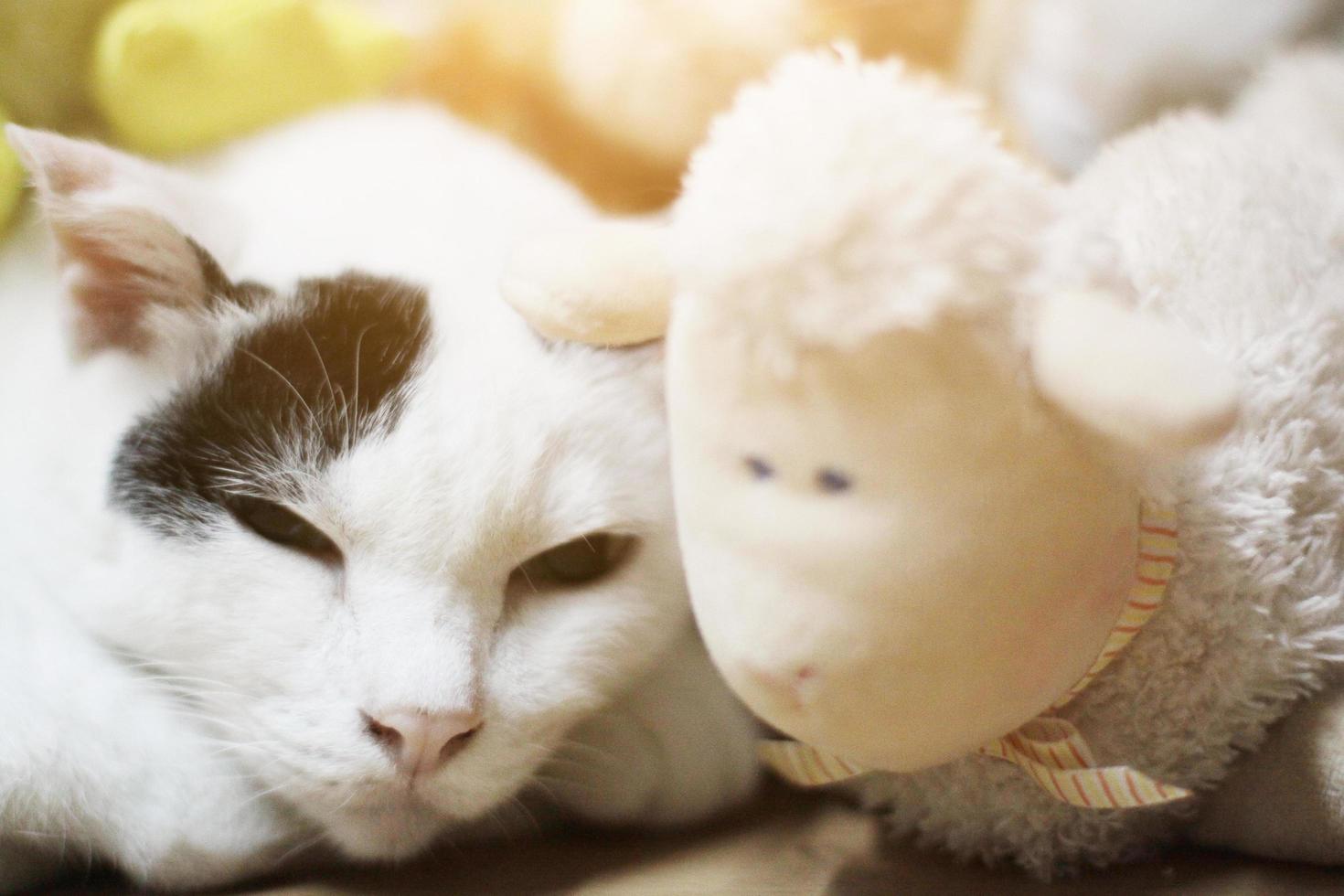 Black and White cat sleeping and relax on wooden terrace with natural sunlight photo