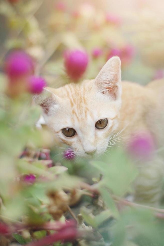 Cute Orange Kitten striped cat enjoy and relax with Globe Amaranth flowers in garden with natural sunlight photo