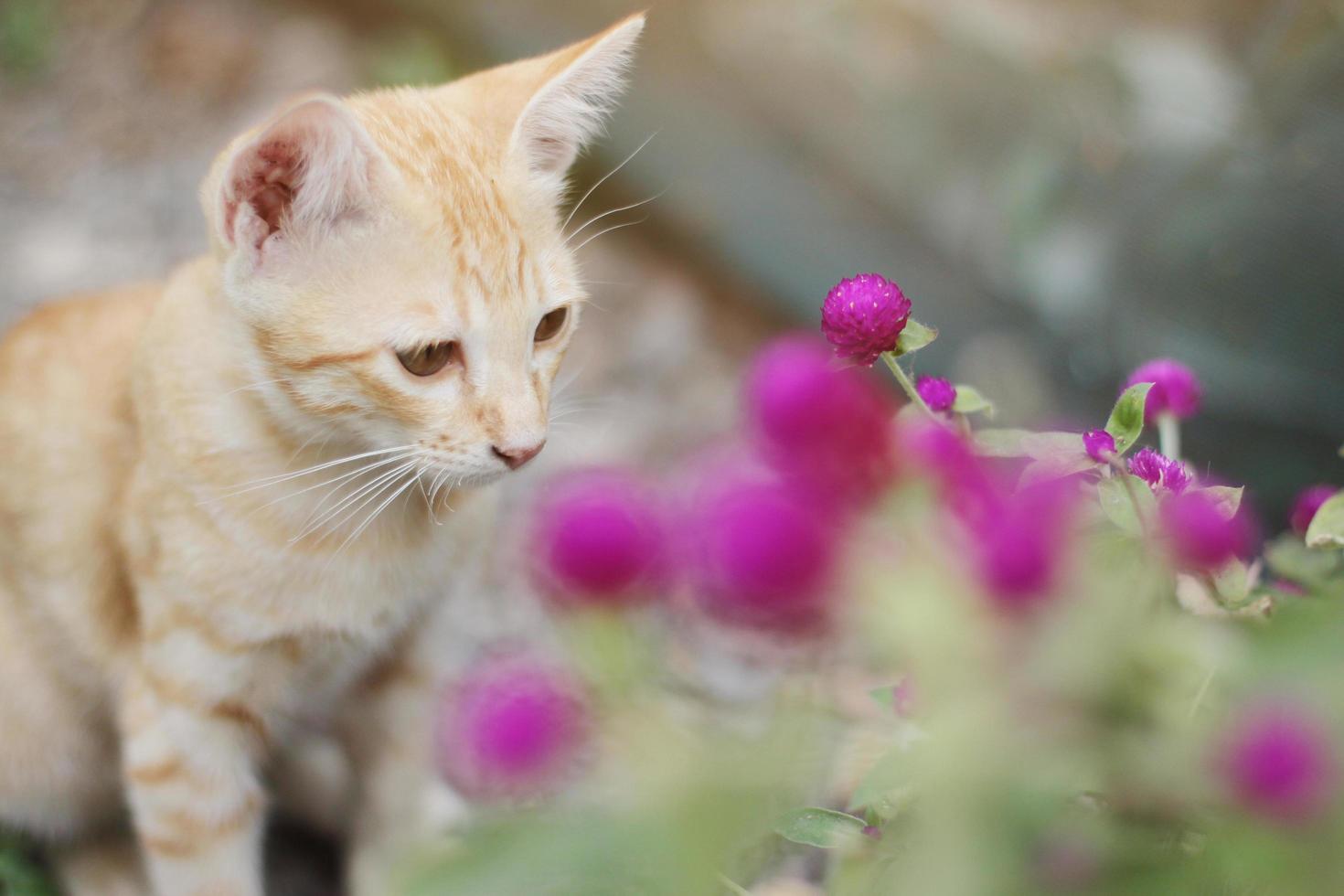 linda naranja gatito a rayas gato disfrutar y relajarse con globo amaranto flores en jardín con natural luz de sol foto