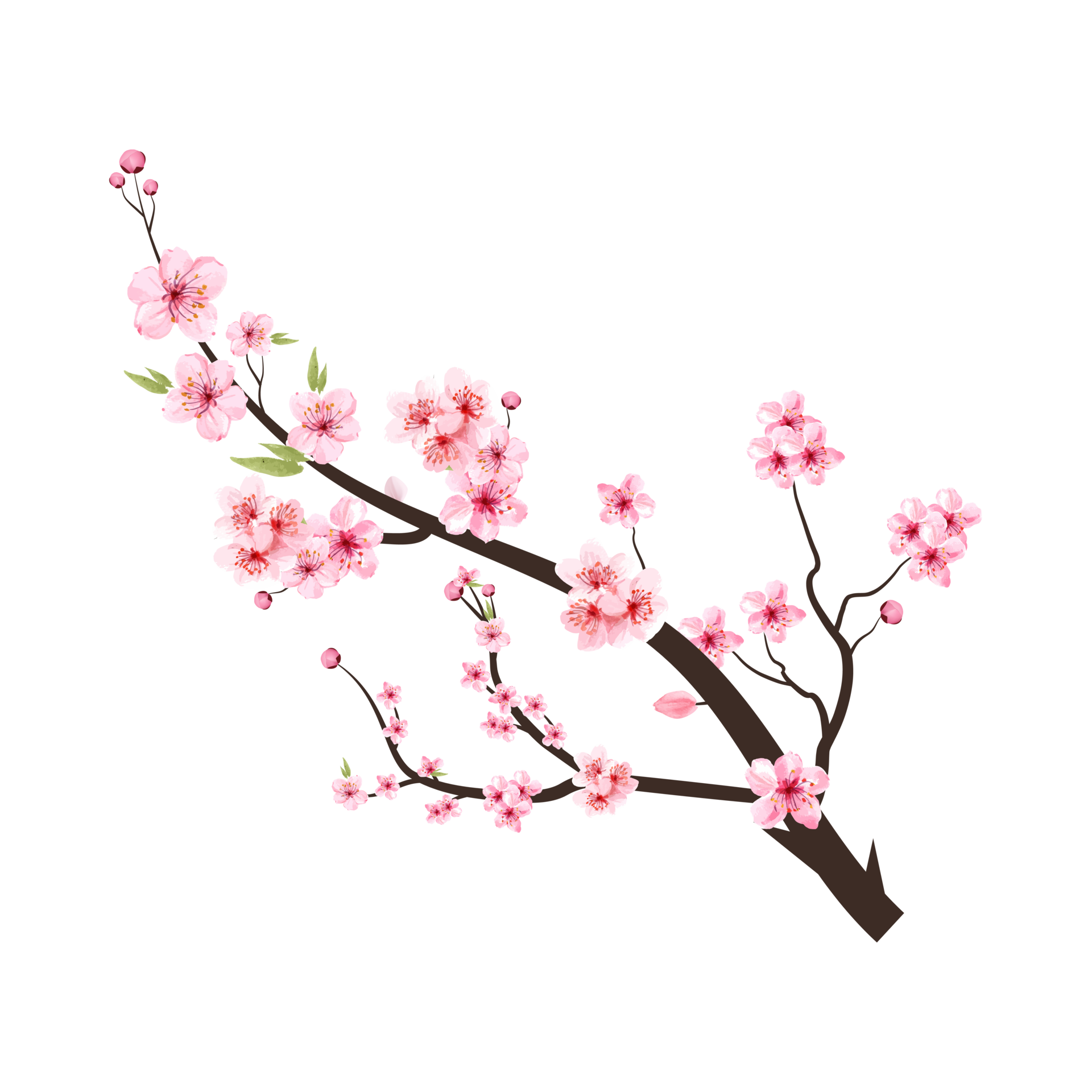 Cherry blossom branch with pink Sakura PNG. Cherry blossom branch with