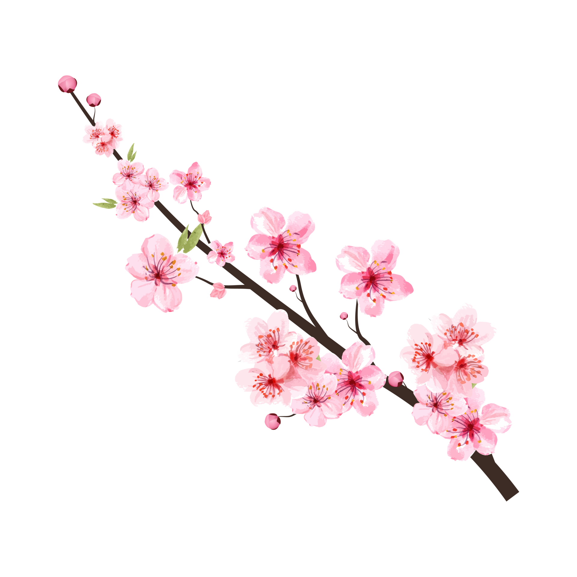 Cherry Blossom Flower Png