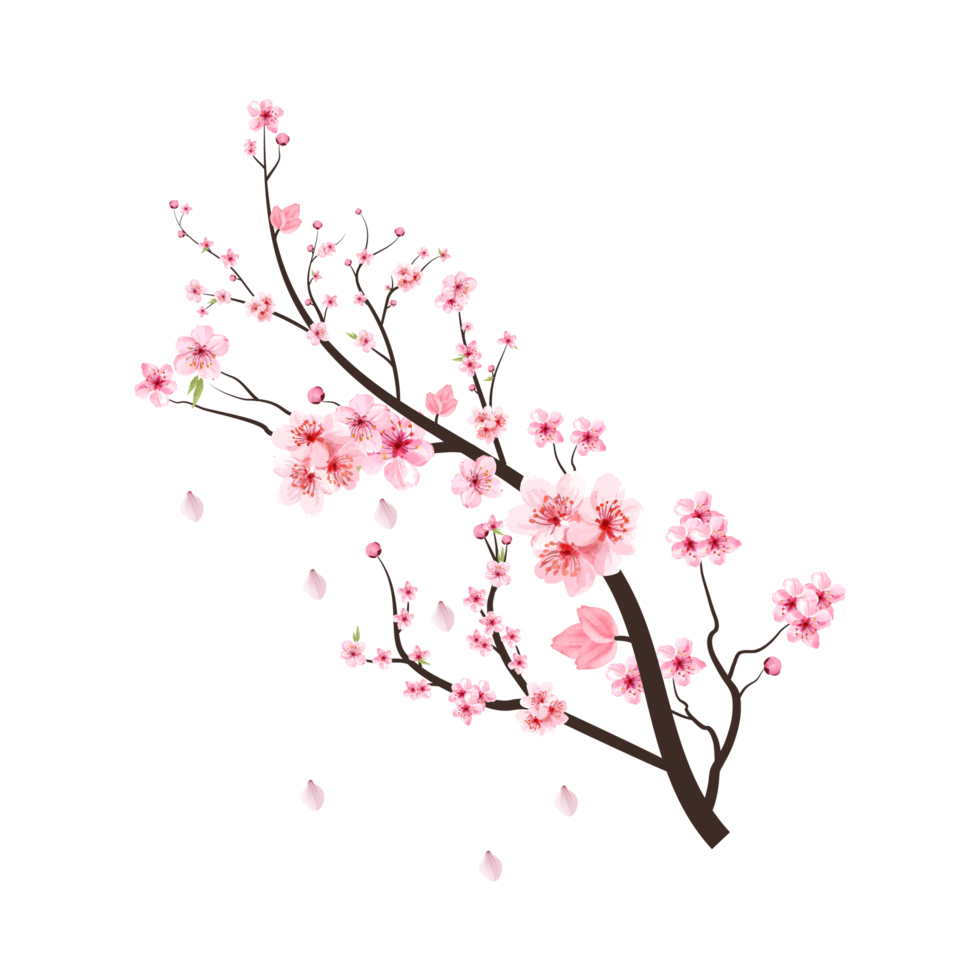Cherry blossom branch with blooming pink Sakura flower PNG. Cherry branch PNG on transparent background. Realistic watercolor cherry flower. Sakura blossom branch with pink flower. Watercolor flower.