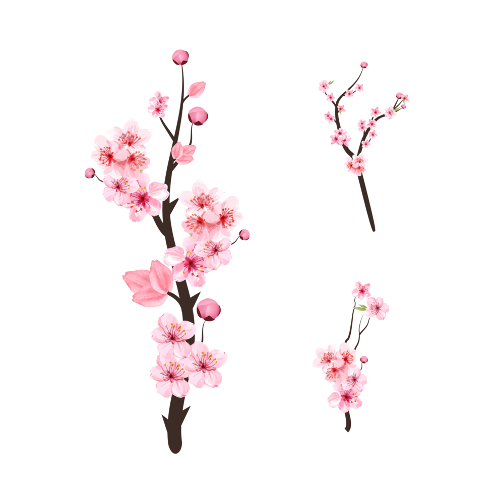 Cherry blossom PNG with watercolor Sakura flower branch. Cherry blossom branch with pink flower blooming. Realistic watercolor Sakura flower PNG. Pink Sakura branch design on transparent background.