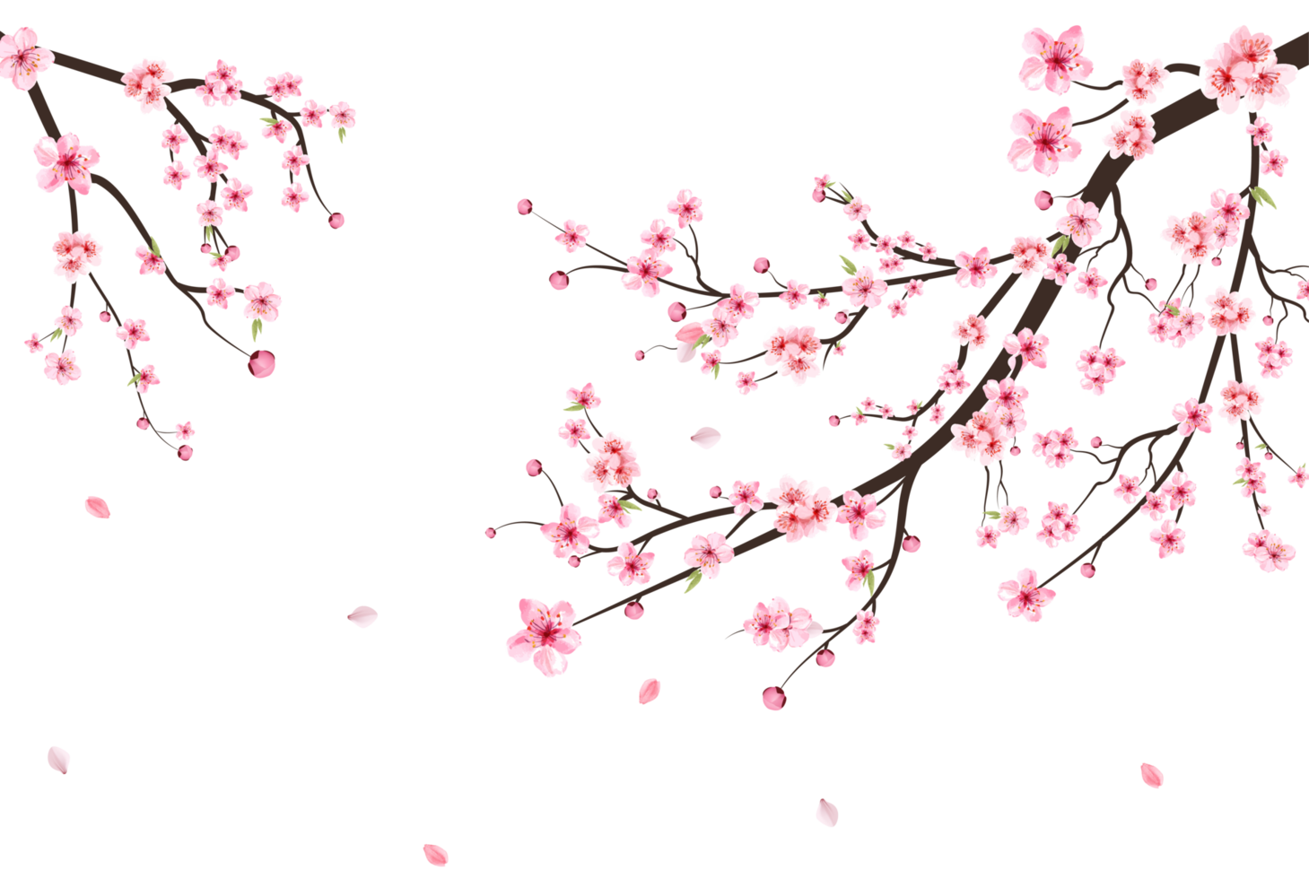 Sakura auf transparent Hintergrund. Aquarell Kirsche Knospe png. Kirsche blühen Blume Blühen. Rosa Sakura Blume Hintergrund. Kirsche blühen Ast mit Sakura Blume. Aquarell Kirsche blühen png. png