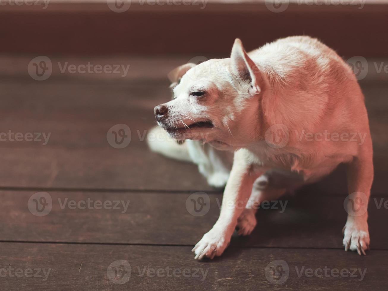 brown Chihuahua dog scratching on wooden floor in the room. photo
