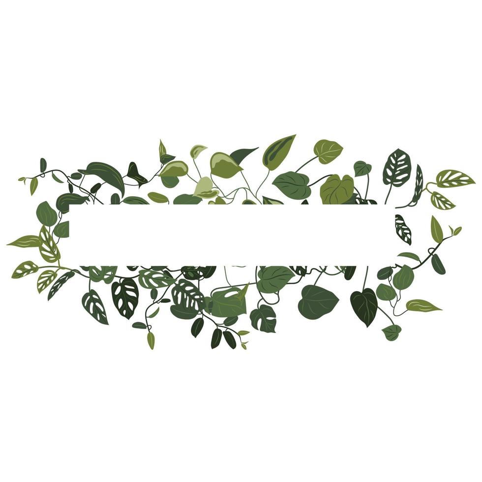 Trendy tropical leaves of different creepers or lian with line of white sheet. Card with exotic leaves frame. vector