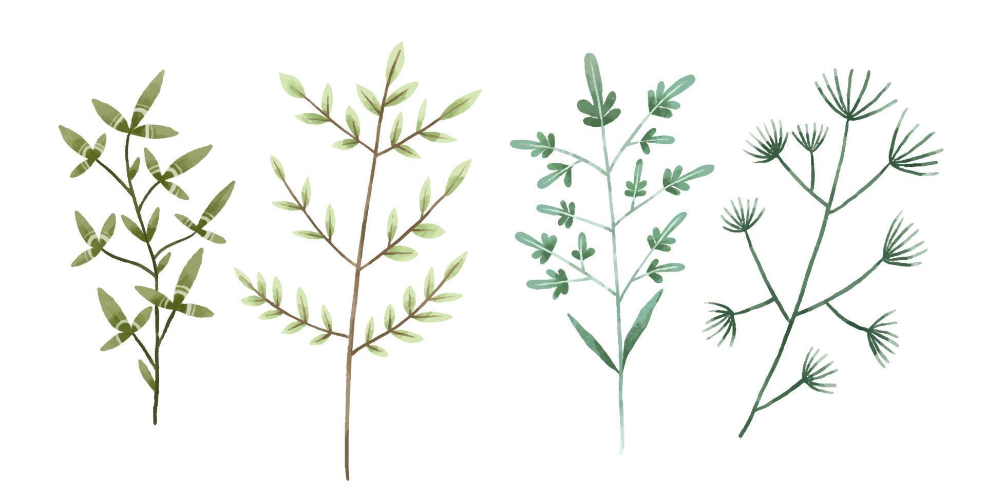 Hand painted botanical illustration, leaves and bramches. Design and print vector
