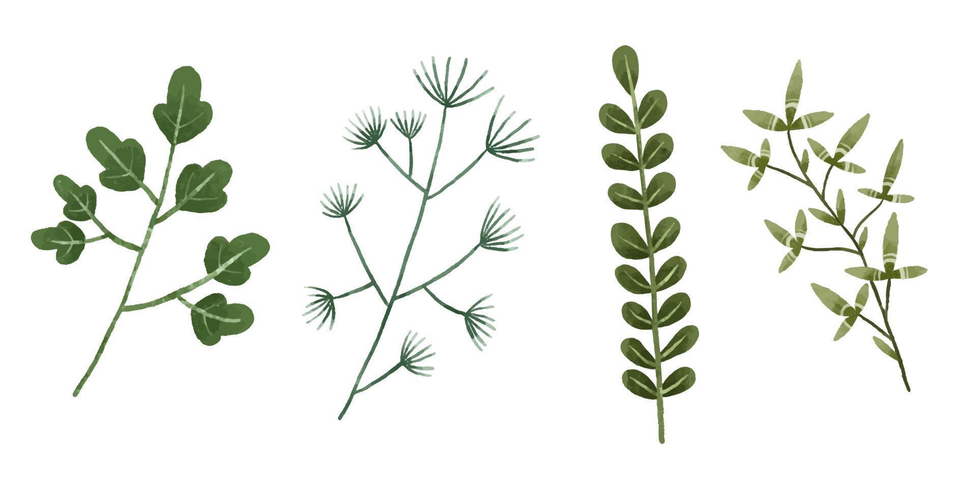 Hand painted botanical illustration, leaves and bramches. Design and print vector