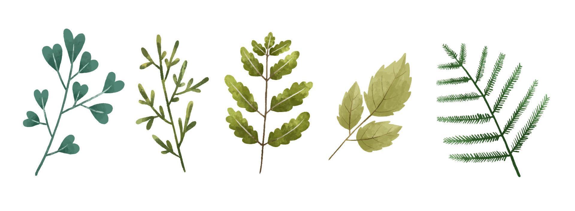 Hand painted botanical illustration, leaves and bramches. Design and print vector