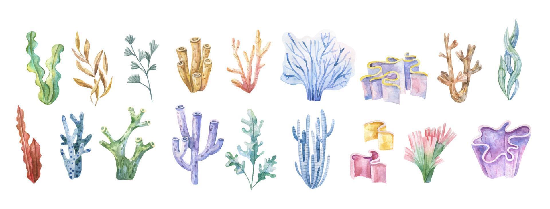 algas marinas colocar. submarino plantas. acuarela ilustración. océano. algas marinas algas, coral arrecife diseño elemento. acuario plantas siluetas vector
