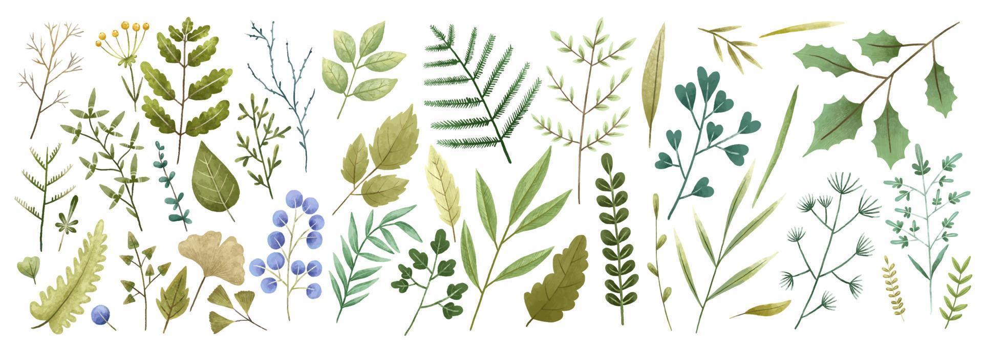 Hand painted botanical illustration, leaves and bramches. Design and print vector