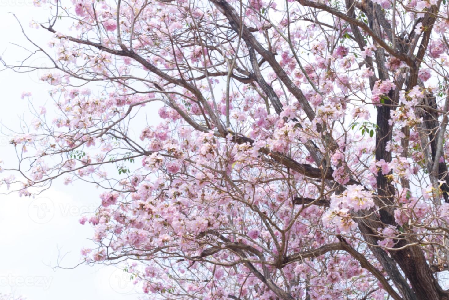 blurred Pink Tecoma , Pink Trumpet Tree , cherry blossom street in spring with blue sky background photo