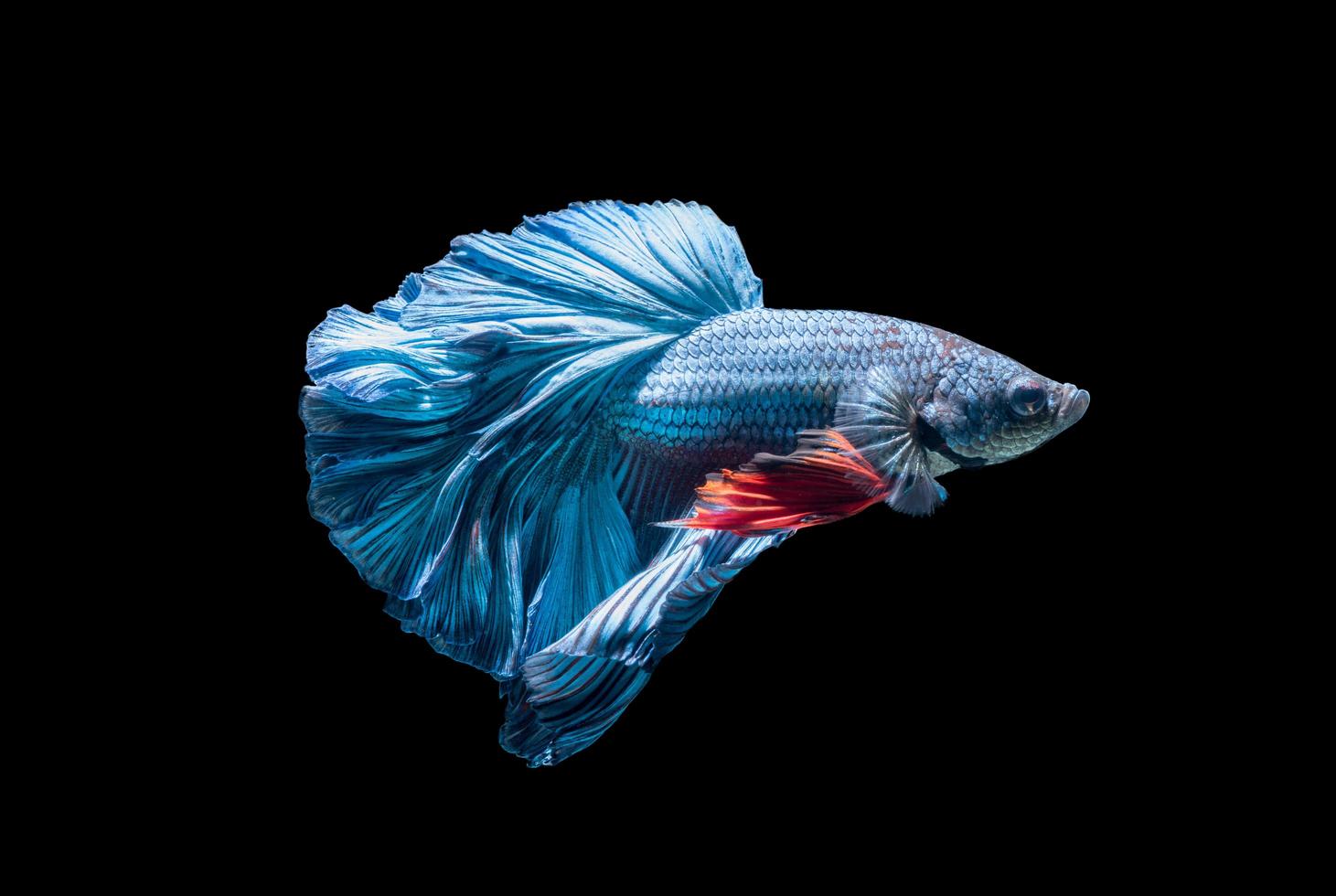 blue siamese fighting fish, betta splendens isolated photo