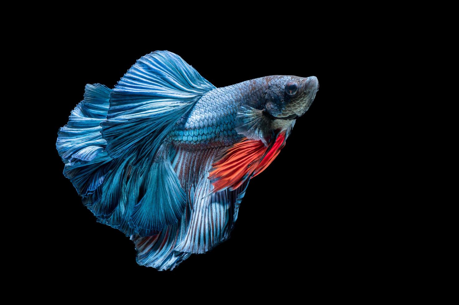 blue siamese fighting fish, betta splendens isolated photo