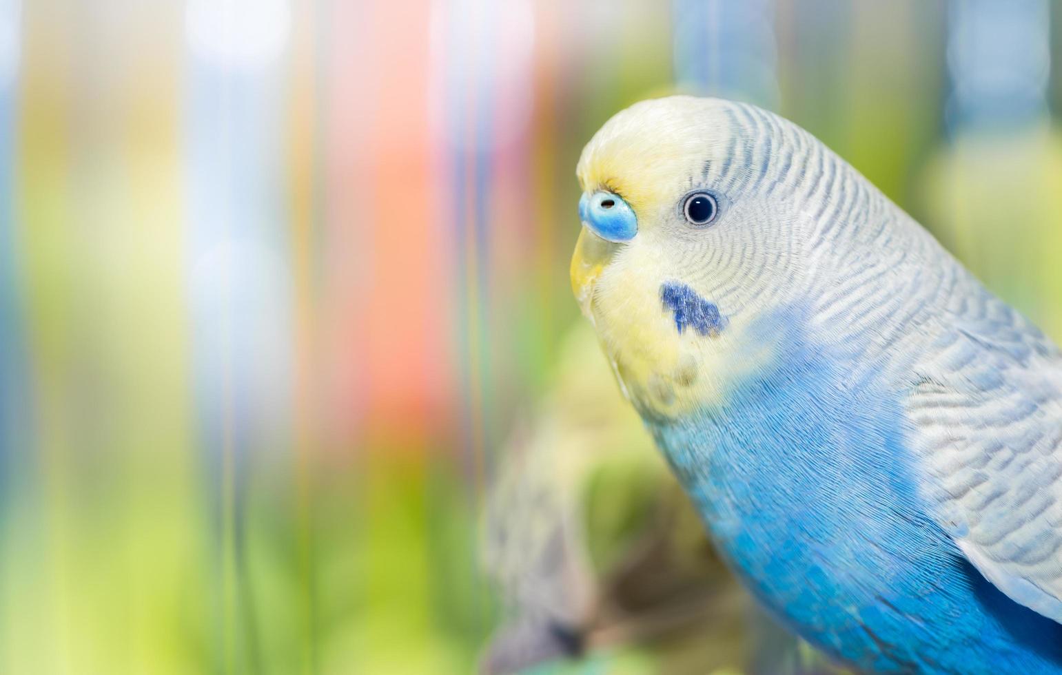 closed up of Blue Budgerigar Melopsittacus undulatus photo