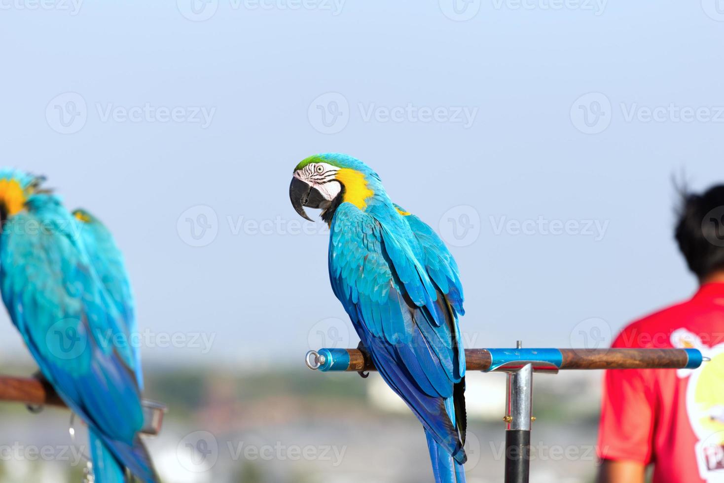 Close up of colorful scarlet macaw parrot pet perch on roost branch with blue clear sky background photo