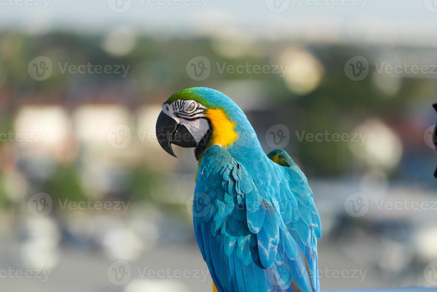 Close up of colorful macaw parrot pet perch on roost branch with blurred city building background photo