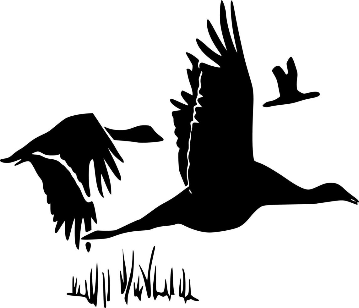 Vector silhouette of Birds on white background