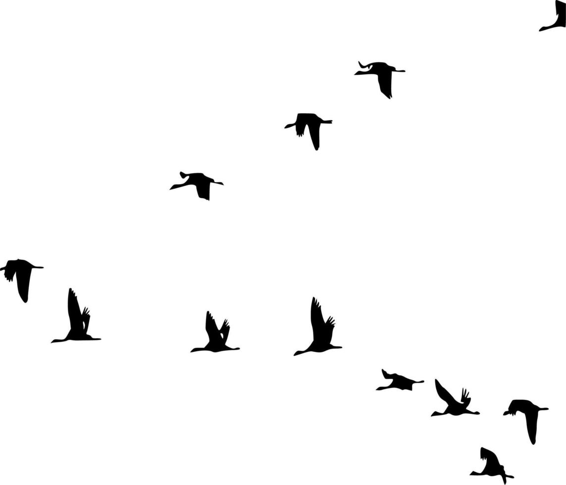 Vector silhouette of Birds on white background