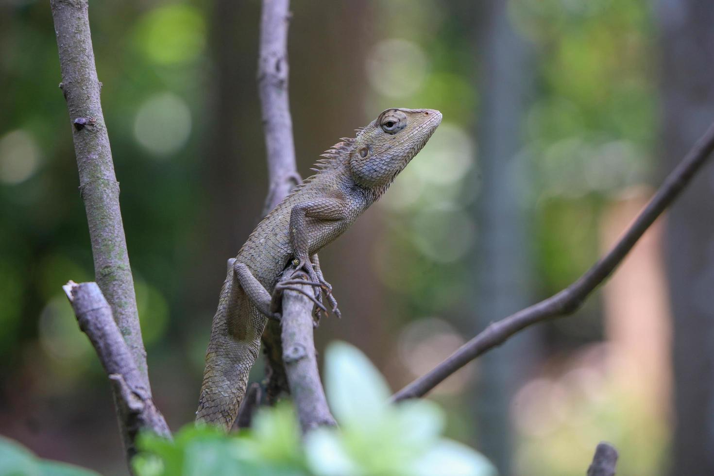 Green lizard on branch, green lizard sunbathing on branch, green lizard climb on wood, Jubata lizar photo