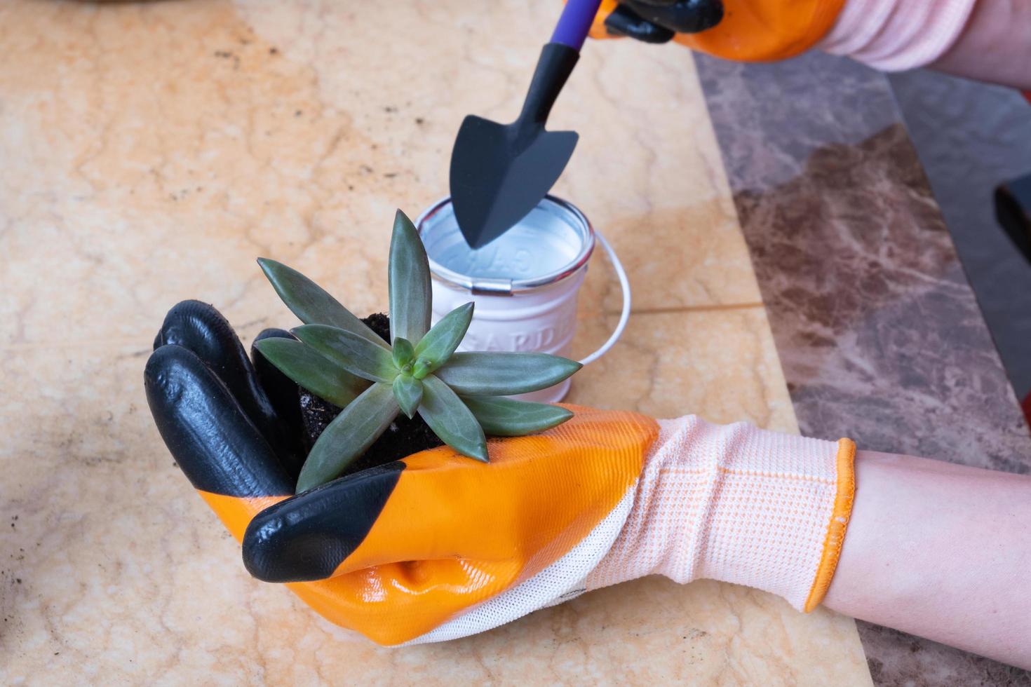 manos en jardín guantes plantando suculentas en nuevo flor ollas. el proceso de hogar jardinería foto