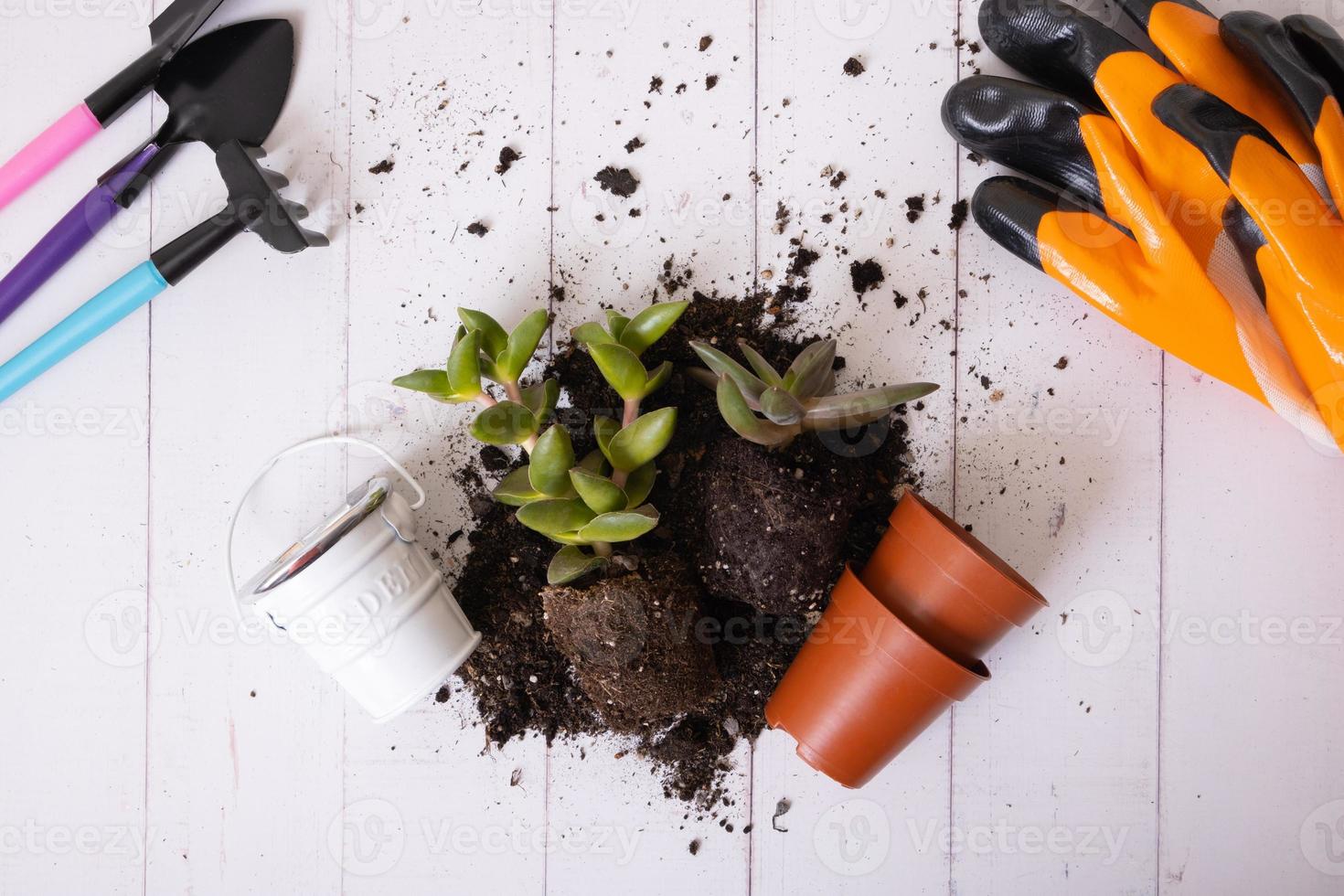 Home plants and the soil, pots and gardening tools flat lay, top view. Home gardening concept photo