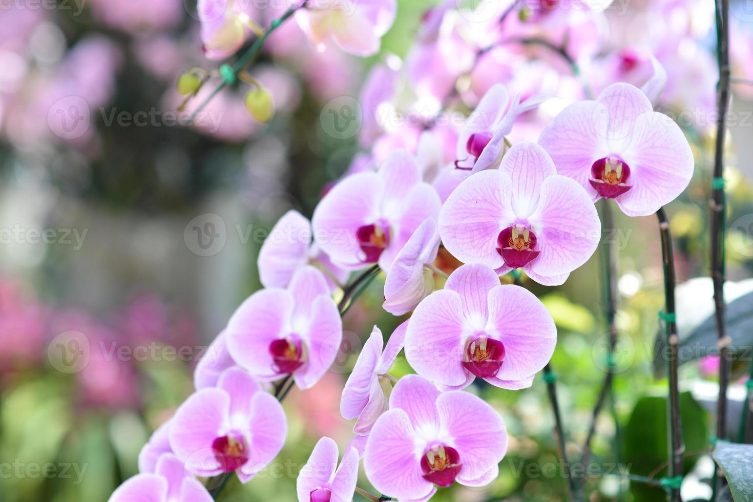 púrpura orquideas, Violeta orquídeas. orquídea es reina de flores orquídea en tropical jardín. orquídea en naturaleza. foto