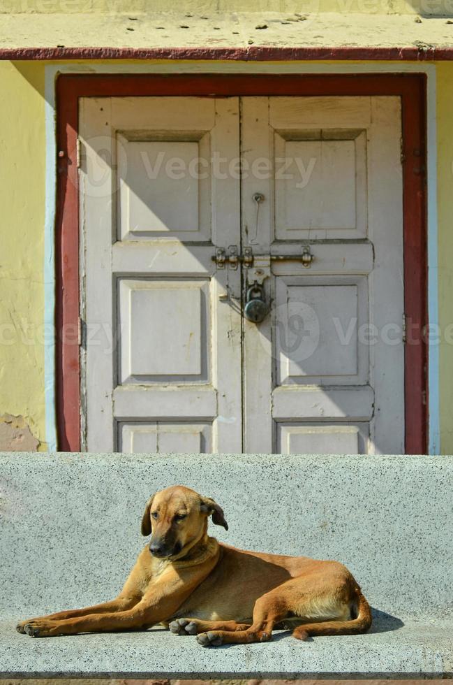 I am a lonely dog photo