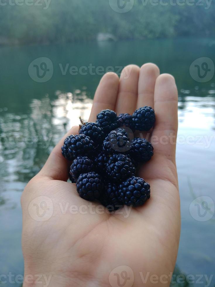 Black cranberry in hand with a river Background photo