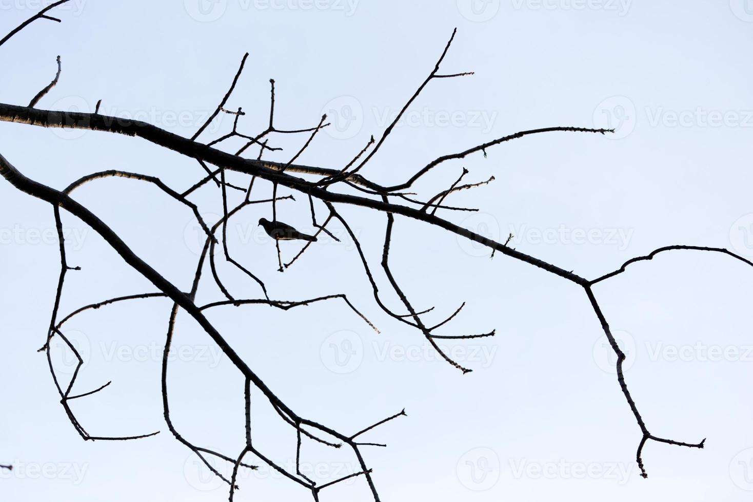 dry tree branches with bird shadow with blue sky background photo