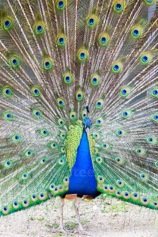 Peacock portrait. Beautiful colourful peackock feather photo