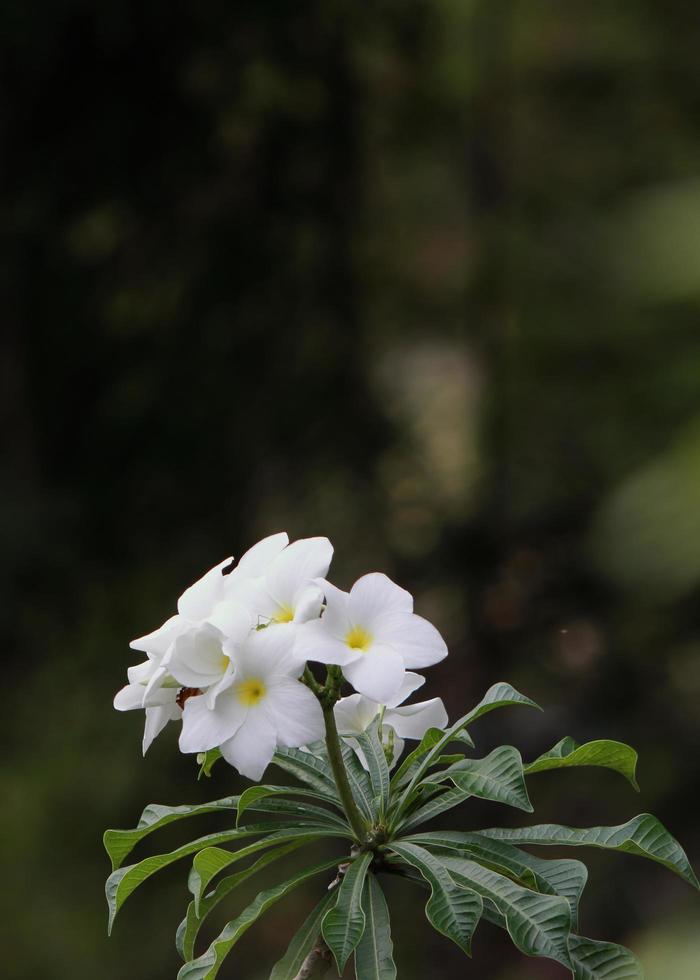 Beautiful white flowers on the tree photo