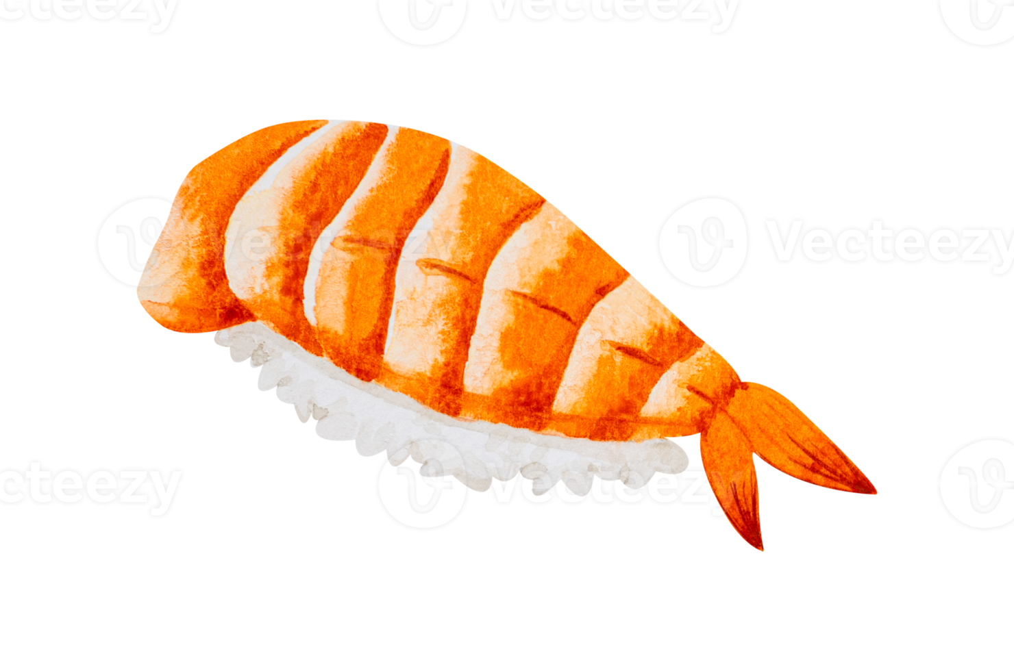 nigiri Sushi con gamberetto . giapponese cibo mano disegnato acquerello png