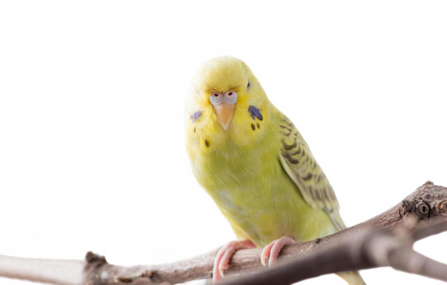 amarillo periquito pájaro melopsittacus undulatus foto