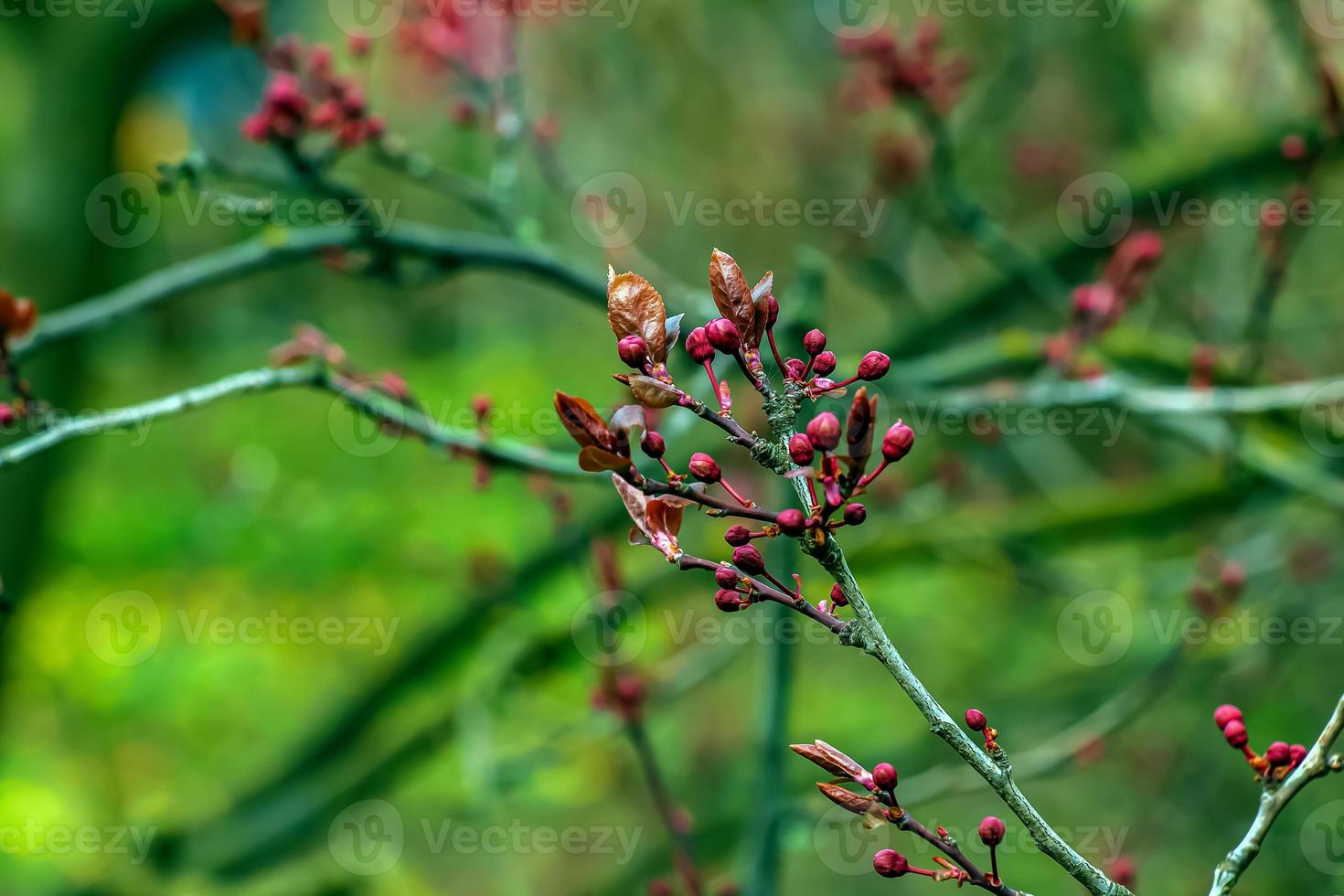 prunus cerasifera pissardii árbol florecer con rosado flores primavera ramita de cereza, prunus cerasus en borroso natural jardín antecedentes. selectivo enfocar. Fresco fondo de pantalla, naturaleza antecedentes concepto foto