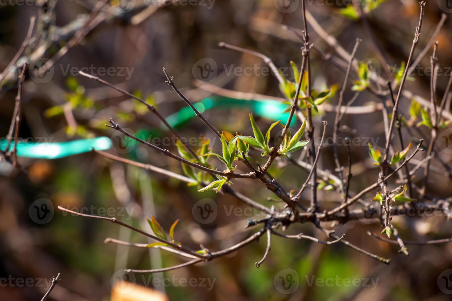 el primero primavera verde hojas de el belleza arbusto. latín nombre Kolkwitzia amabilis foto