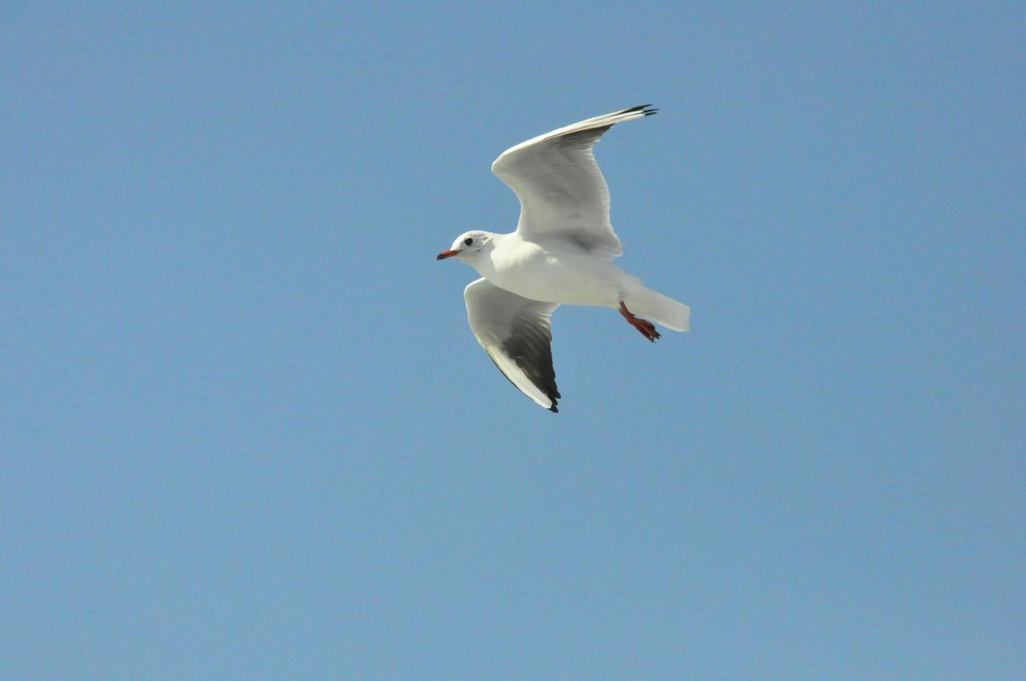 Seagulls on the Sea Izmir photo