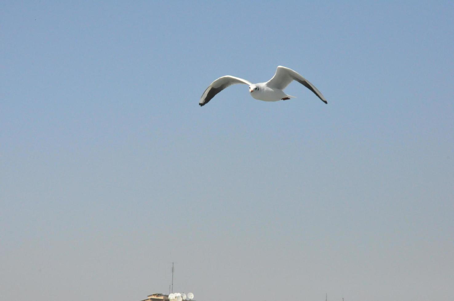 Seagulls on the Sea Izmir photo