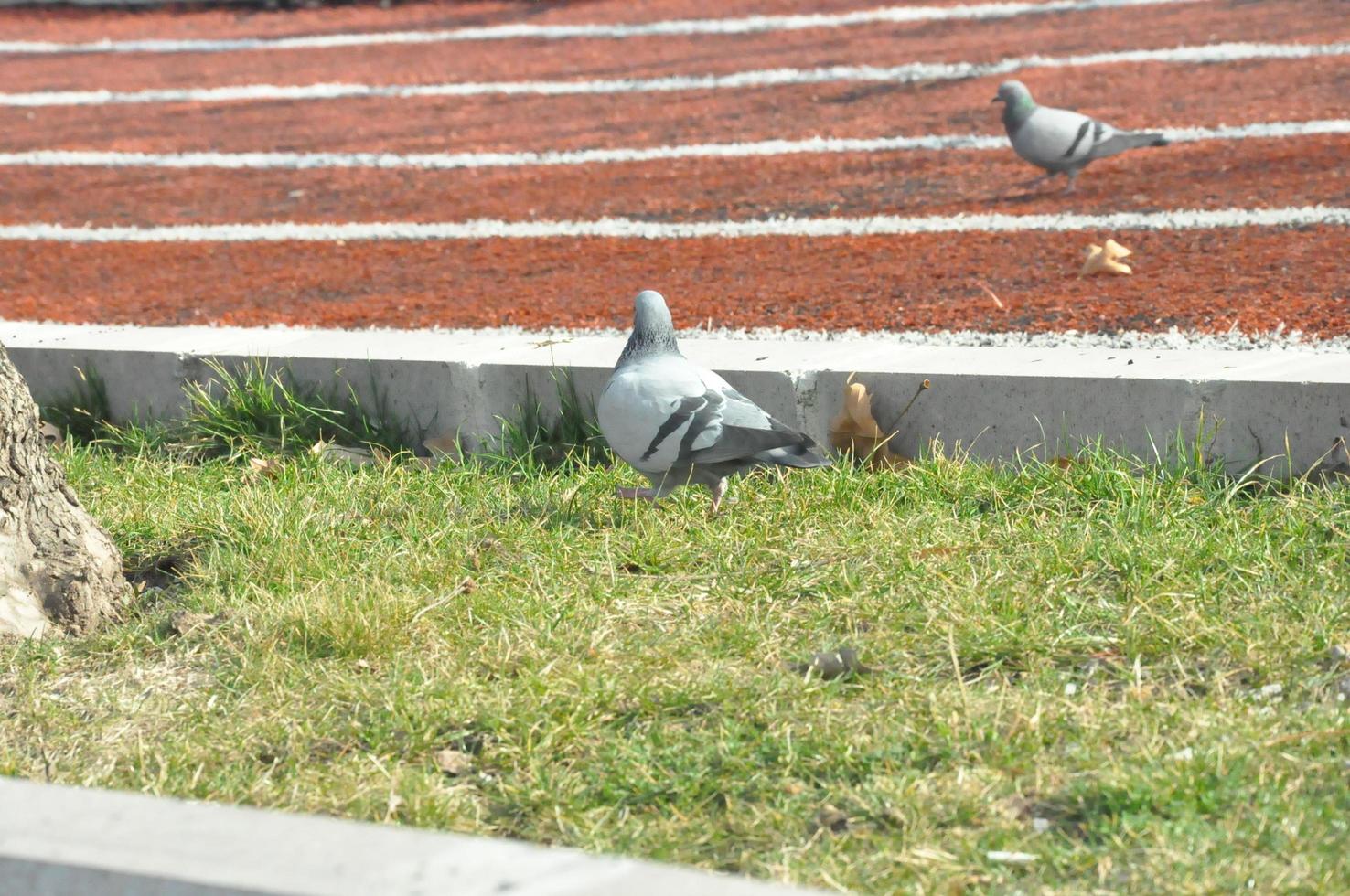 Pigeons on the Ground and in the Air photo